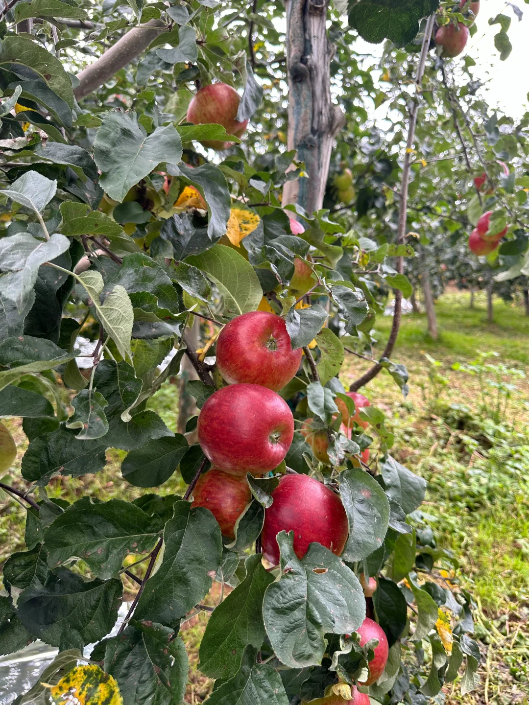 菜地种苹果，还是苹果地里面种了白菜