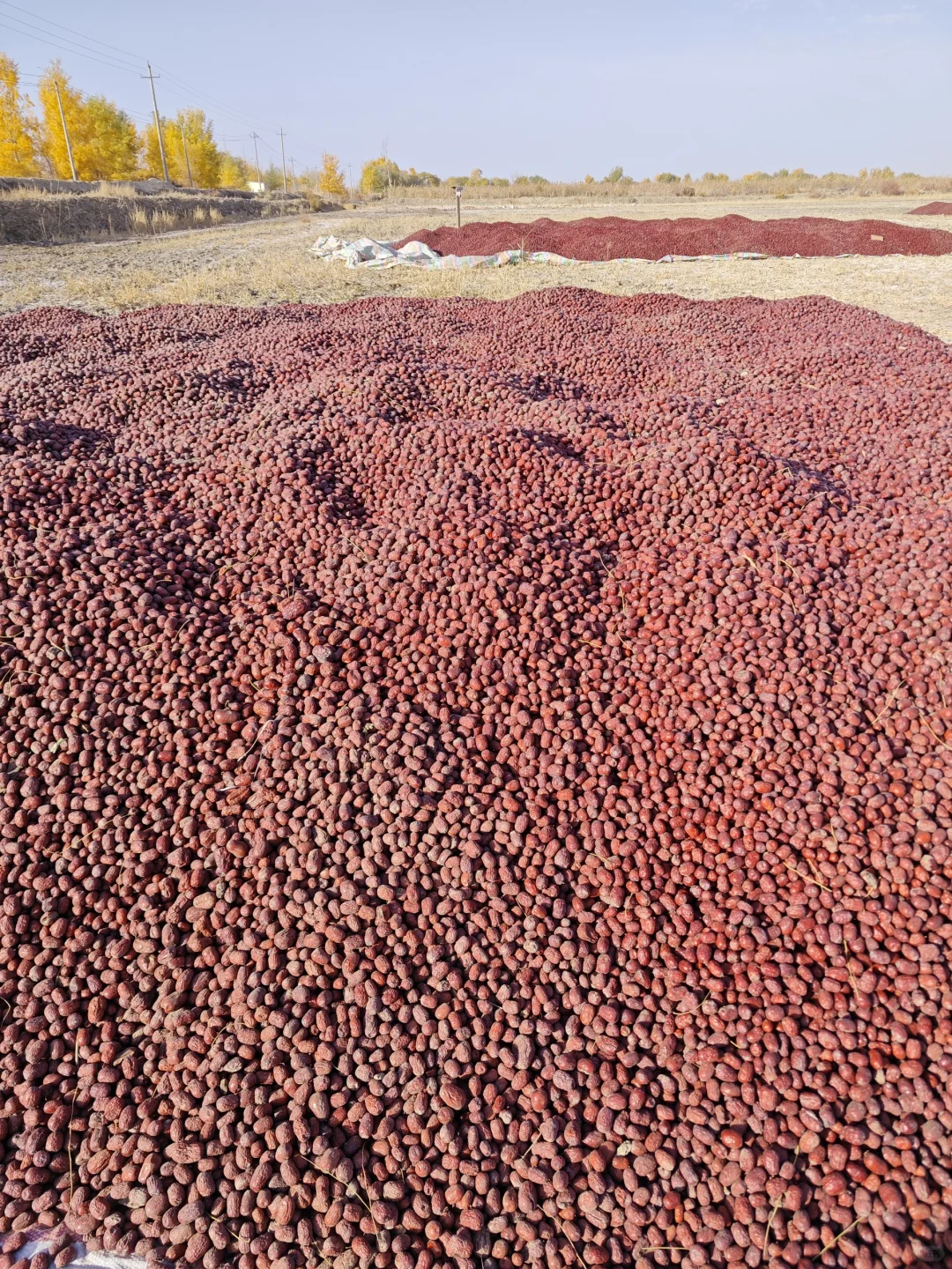 重生之我在新疆种地