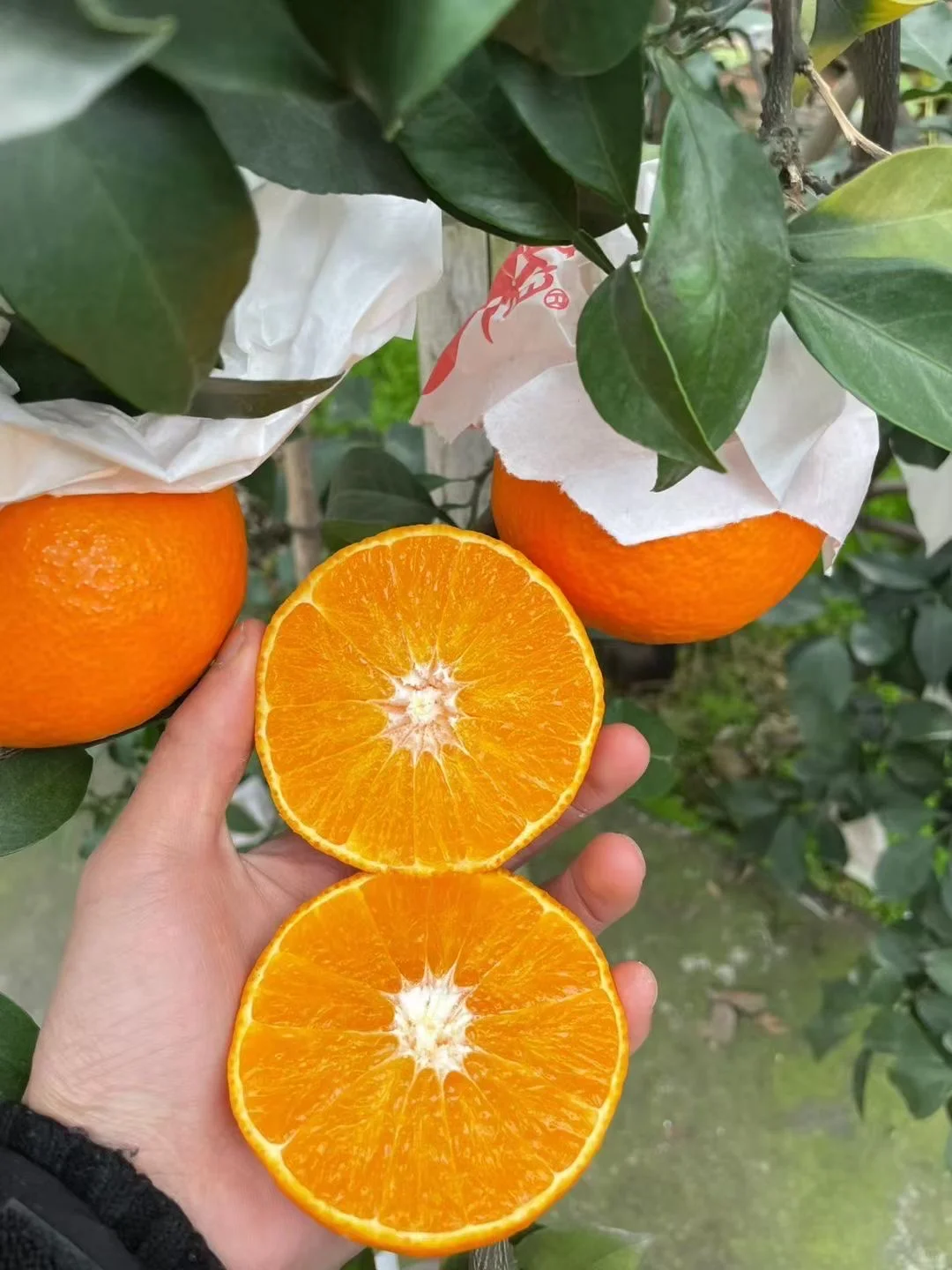 抓紧！这口“果冻”的黄金赏味期，真的不多了！