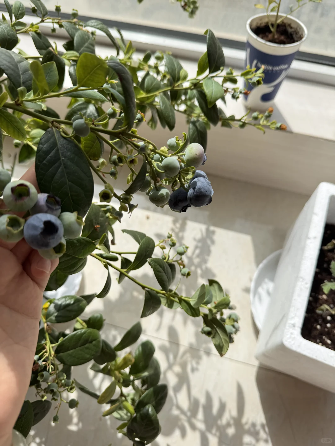 我在封闭阳台养了一盆蓝莓