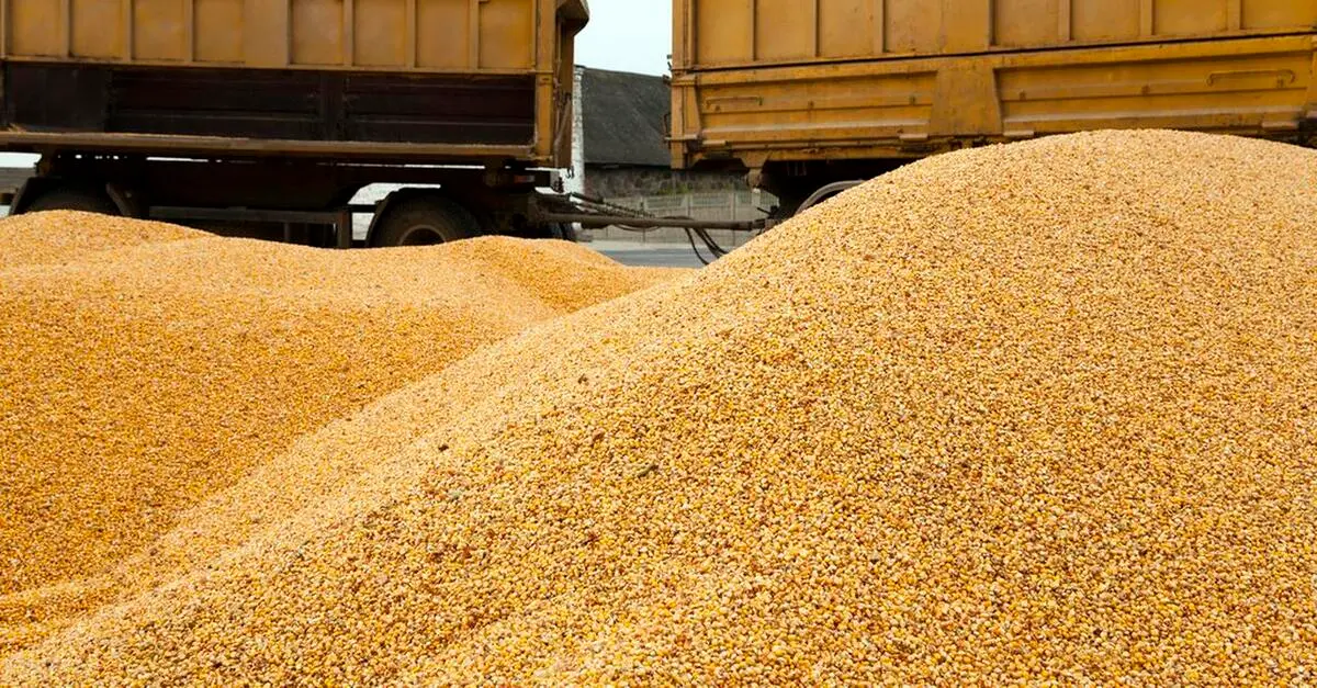 玉米“起飞”，小麦“开挂”！