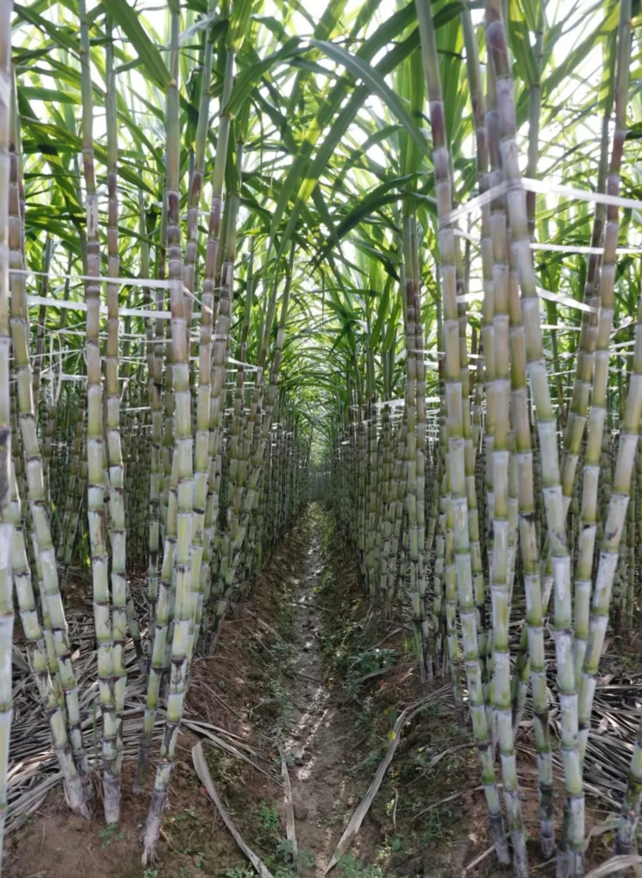 有老板收大田雪蔗嘛？