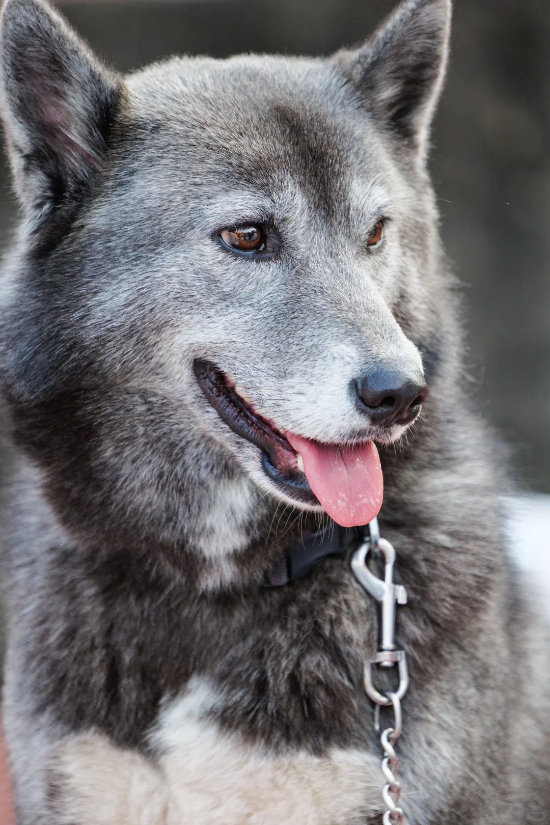 华南农业大学毛孩子Day