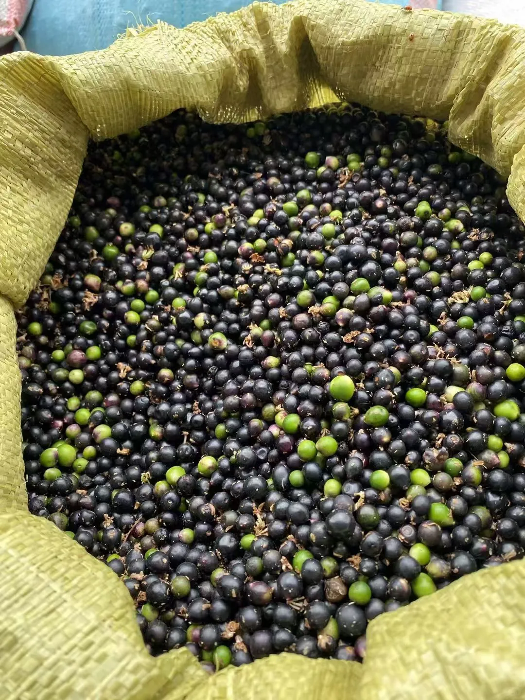 麦冬草种子现货量大优惠