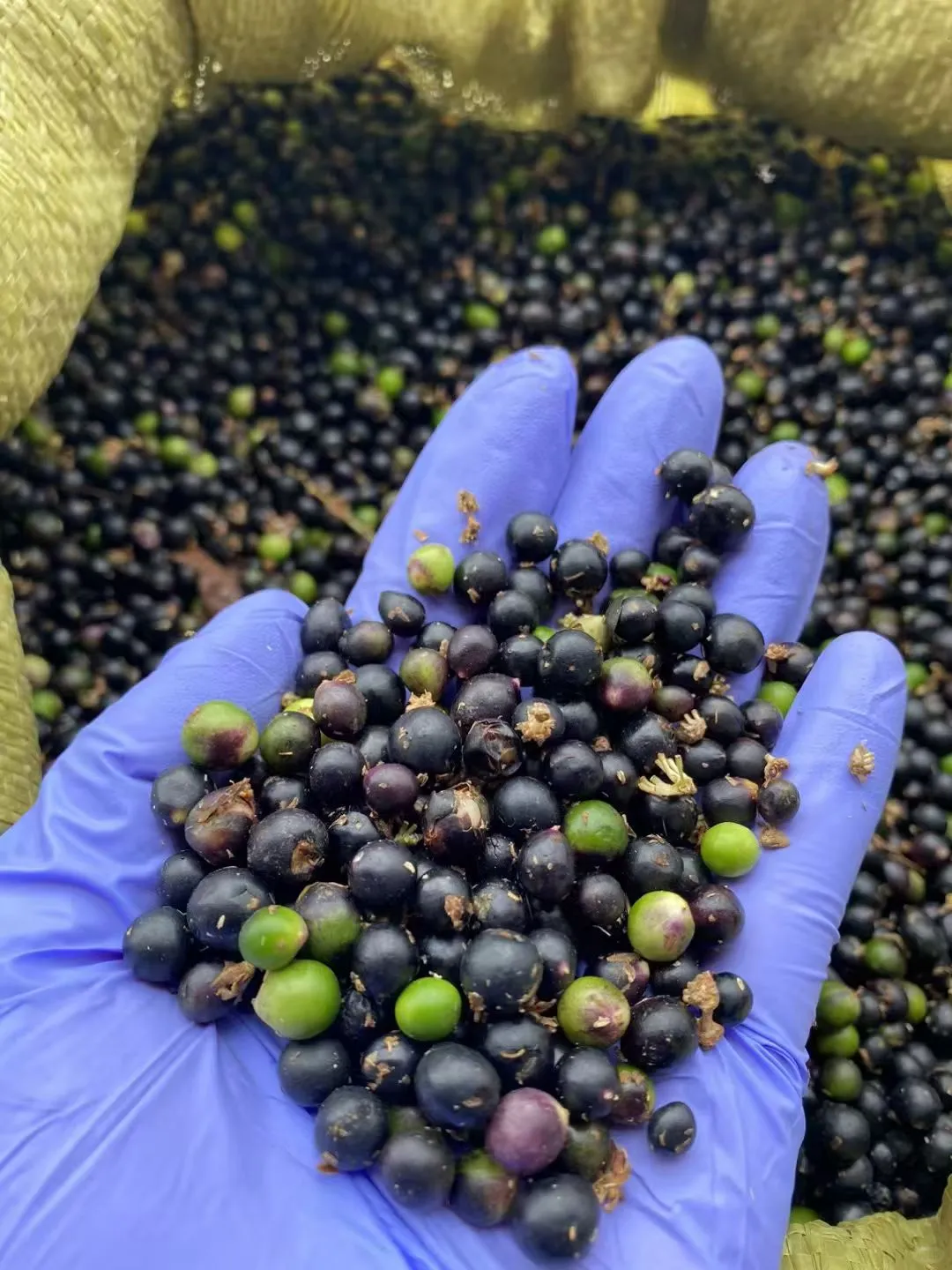 麦冬草种子现货量大优惠