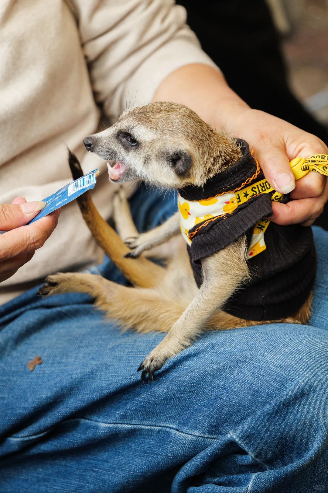 华南农业大学毛孩子Day