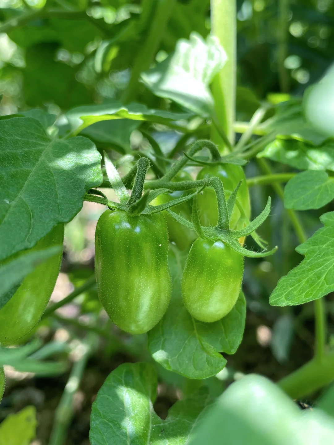 在大大的园子里面种呀种呀种！