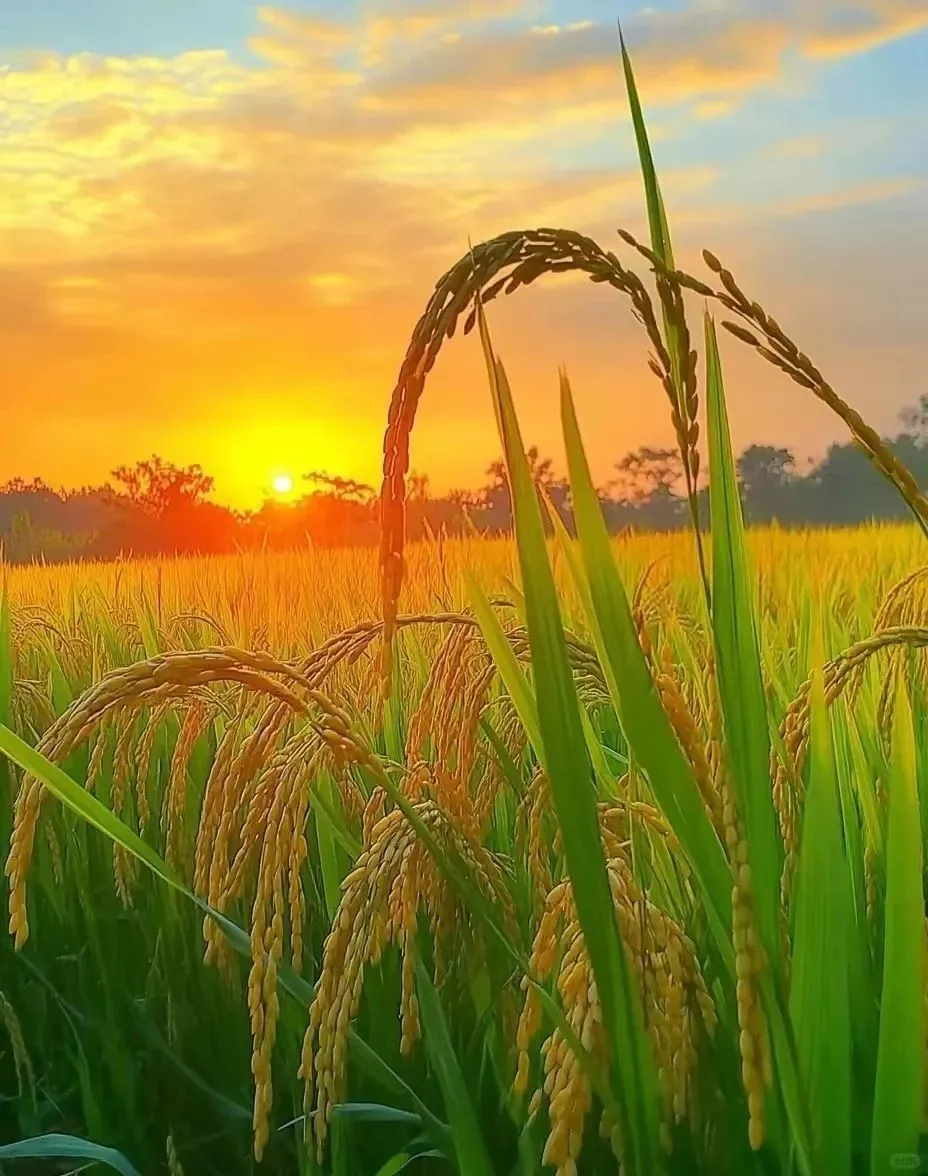 金秋稻浪，丰收在望