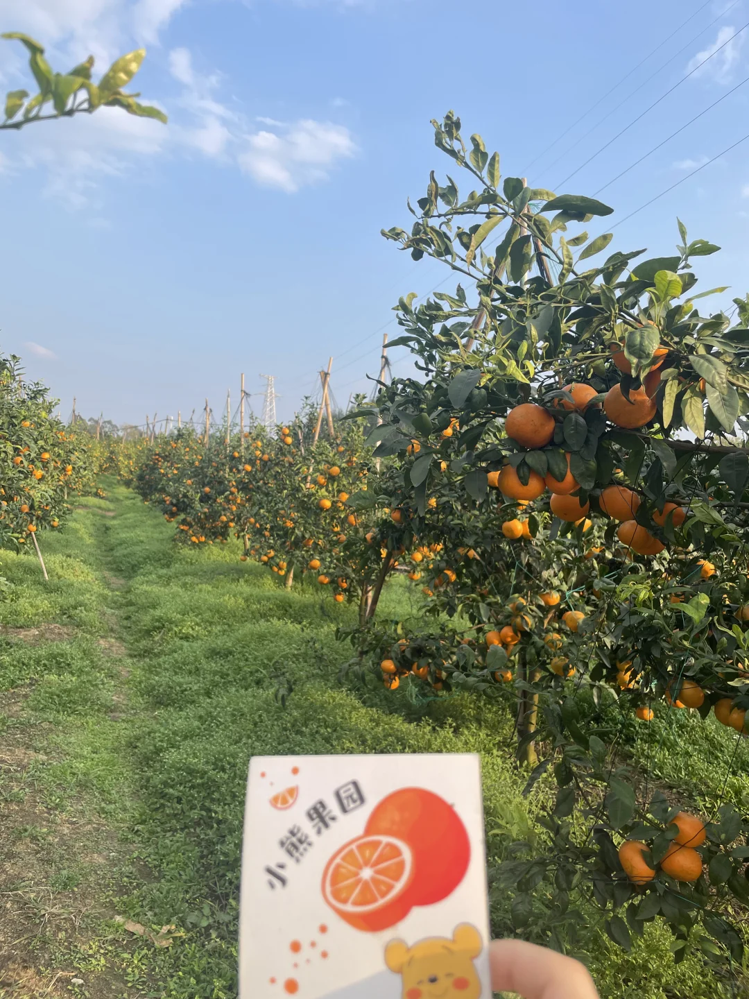 南宁周边20公里 沃柑采摘园