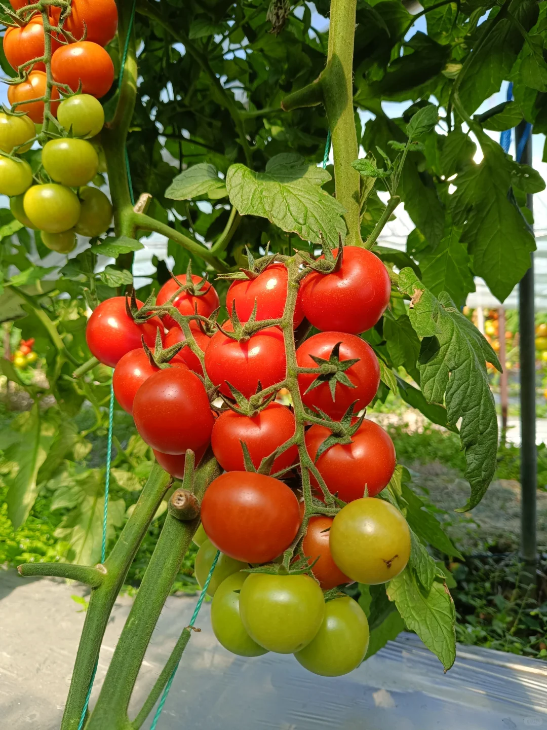 自然成熟的西红柿