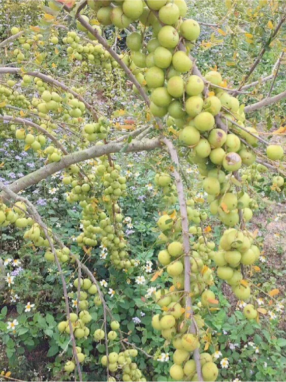 农村生活#认识水果