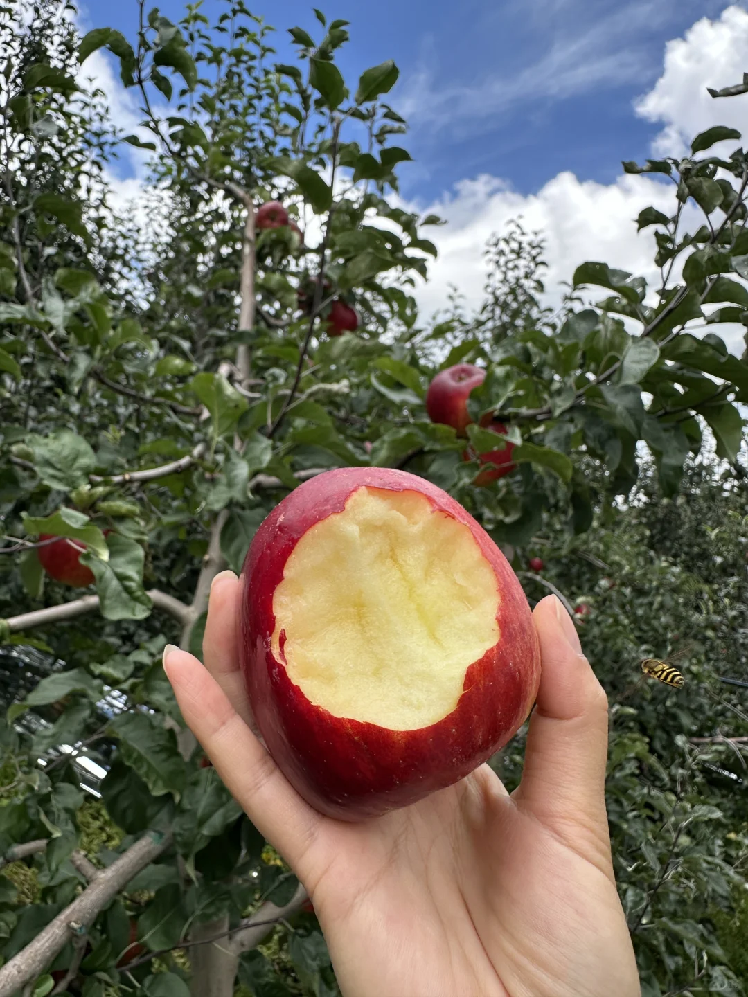 菜地种苹果，还是苹果地里面种了白菜