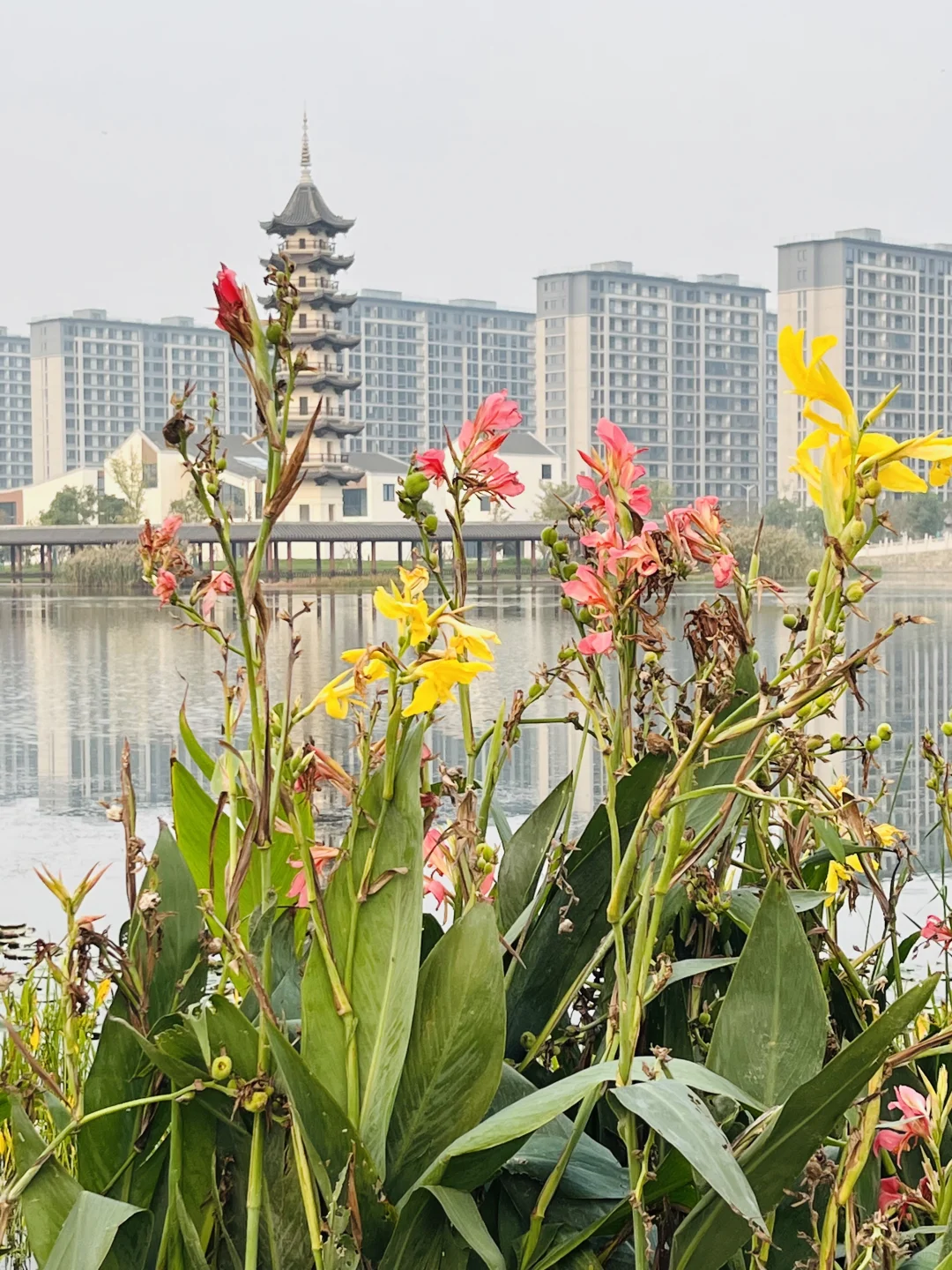 大学图书馆湖边的黑天鹅?