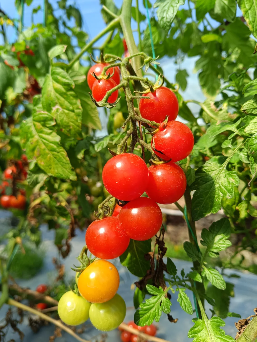 自然成熟的西红柿