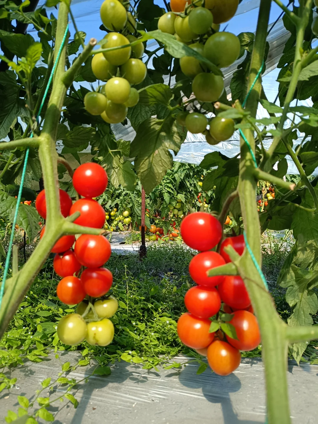 自然成熟的西红柿