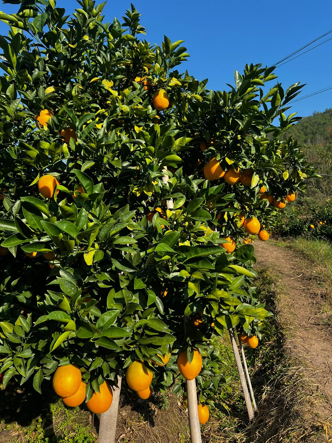 自家果园 没有任何科技与狠活的水果