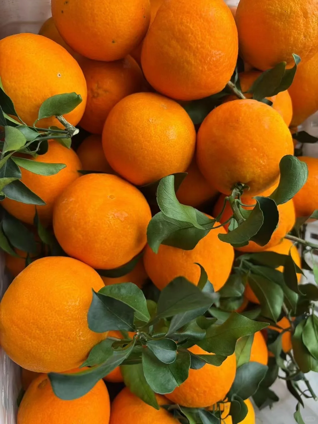 抓紧！这口“果冻”的黄金赏味期，真的不多了！