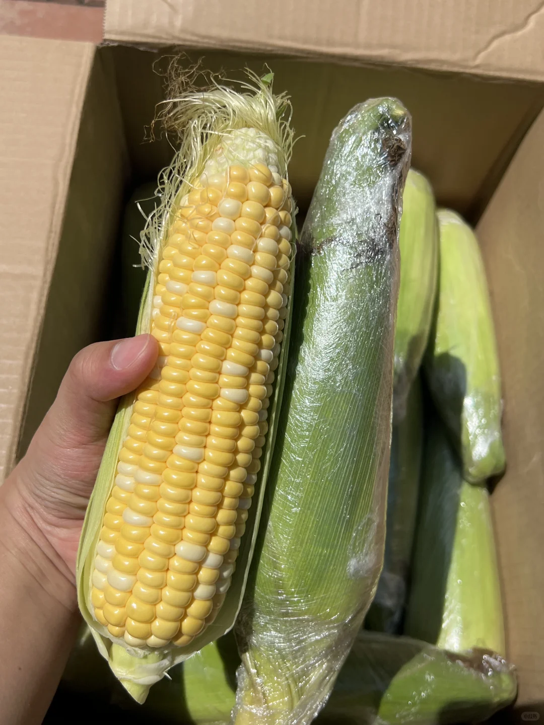 12.8?一箱现摘现发的云南金银水果玉米?