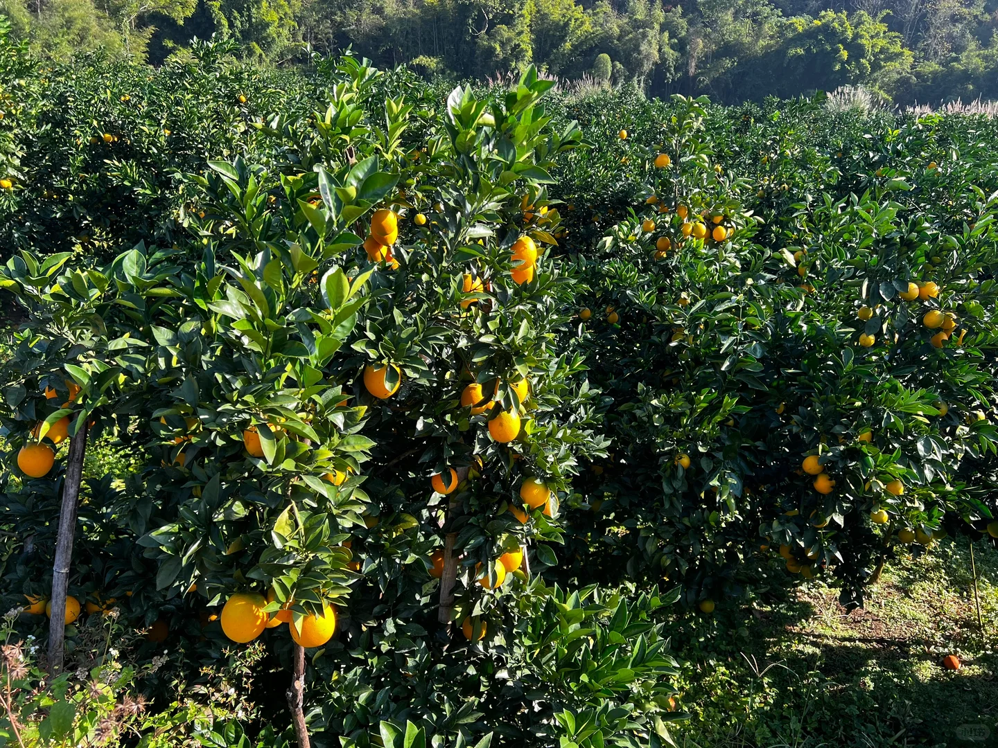 自家果园 没有任何科技与狠活的水果