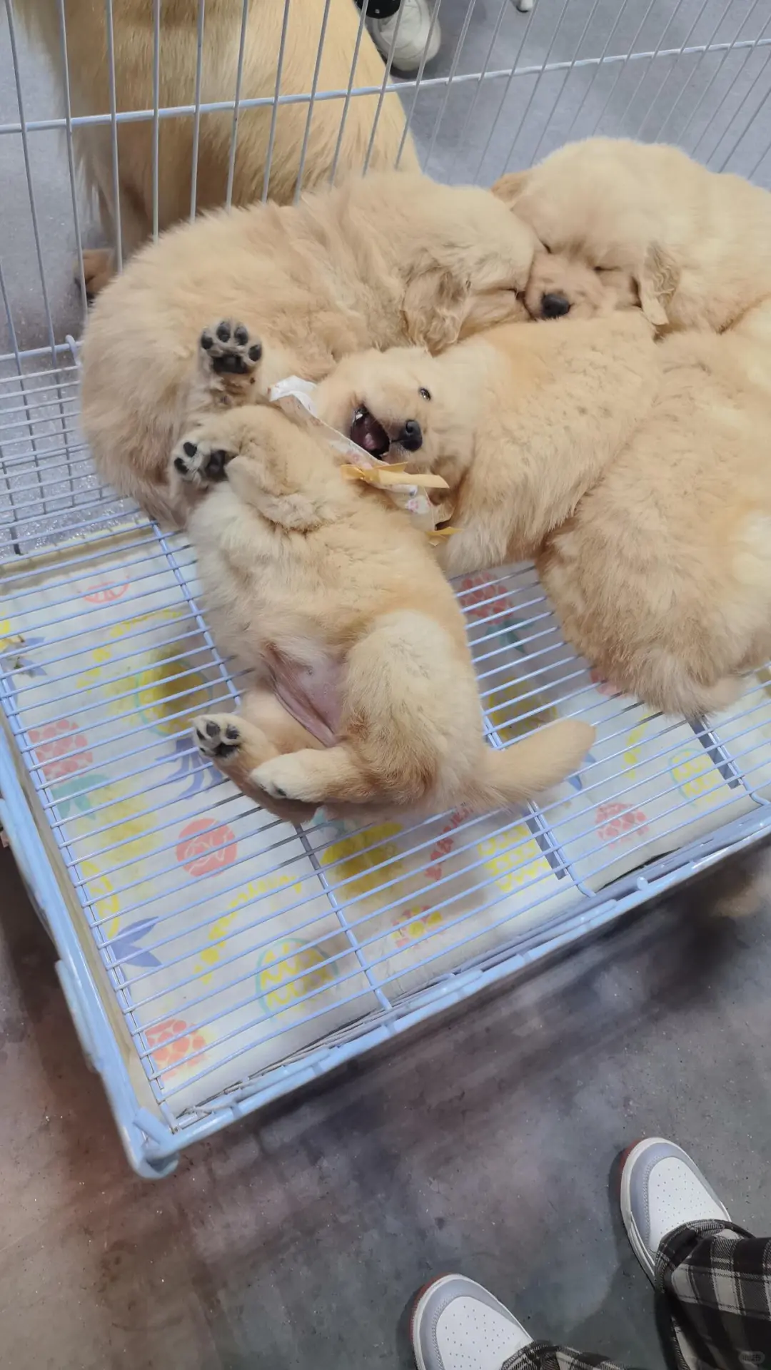 宠物展览会