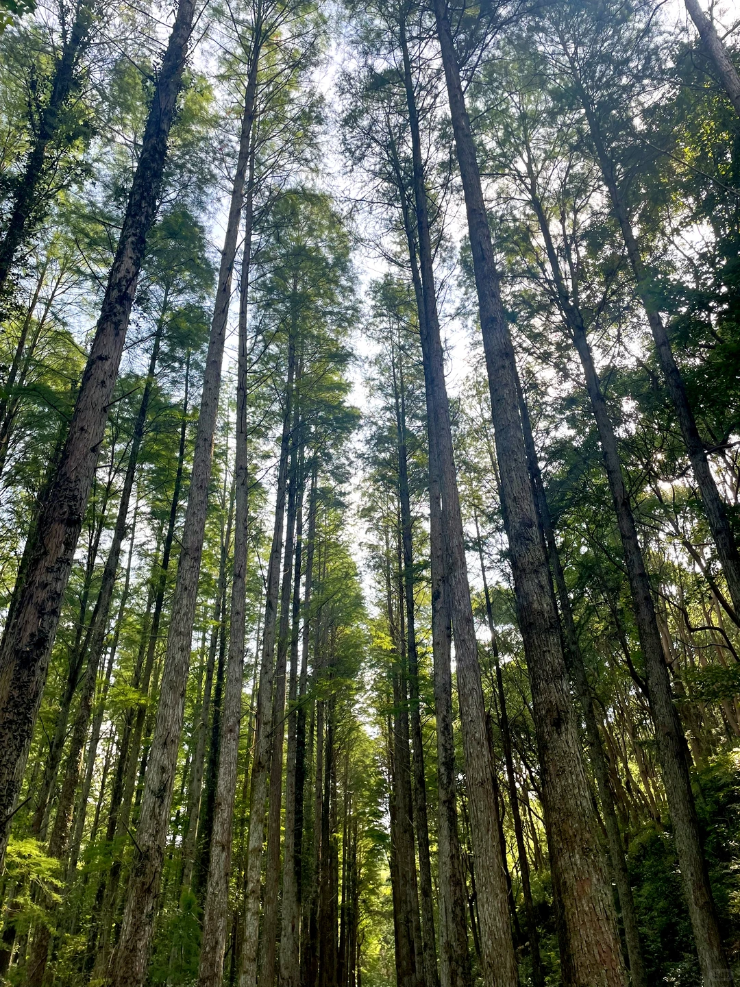 林学实习|Day8 砍树