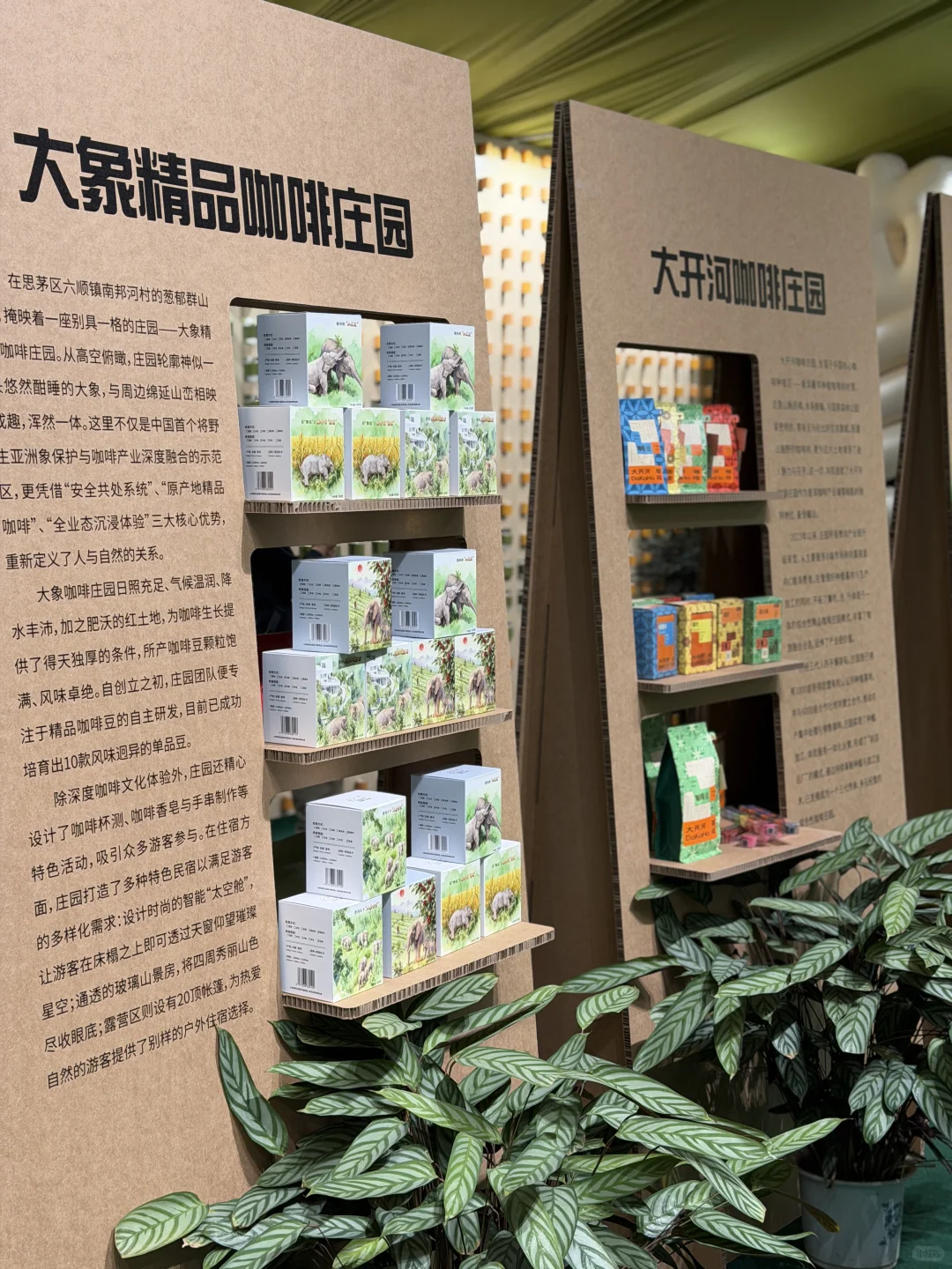 2025普洱茶咖博览会超全逛展攻略来了?️