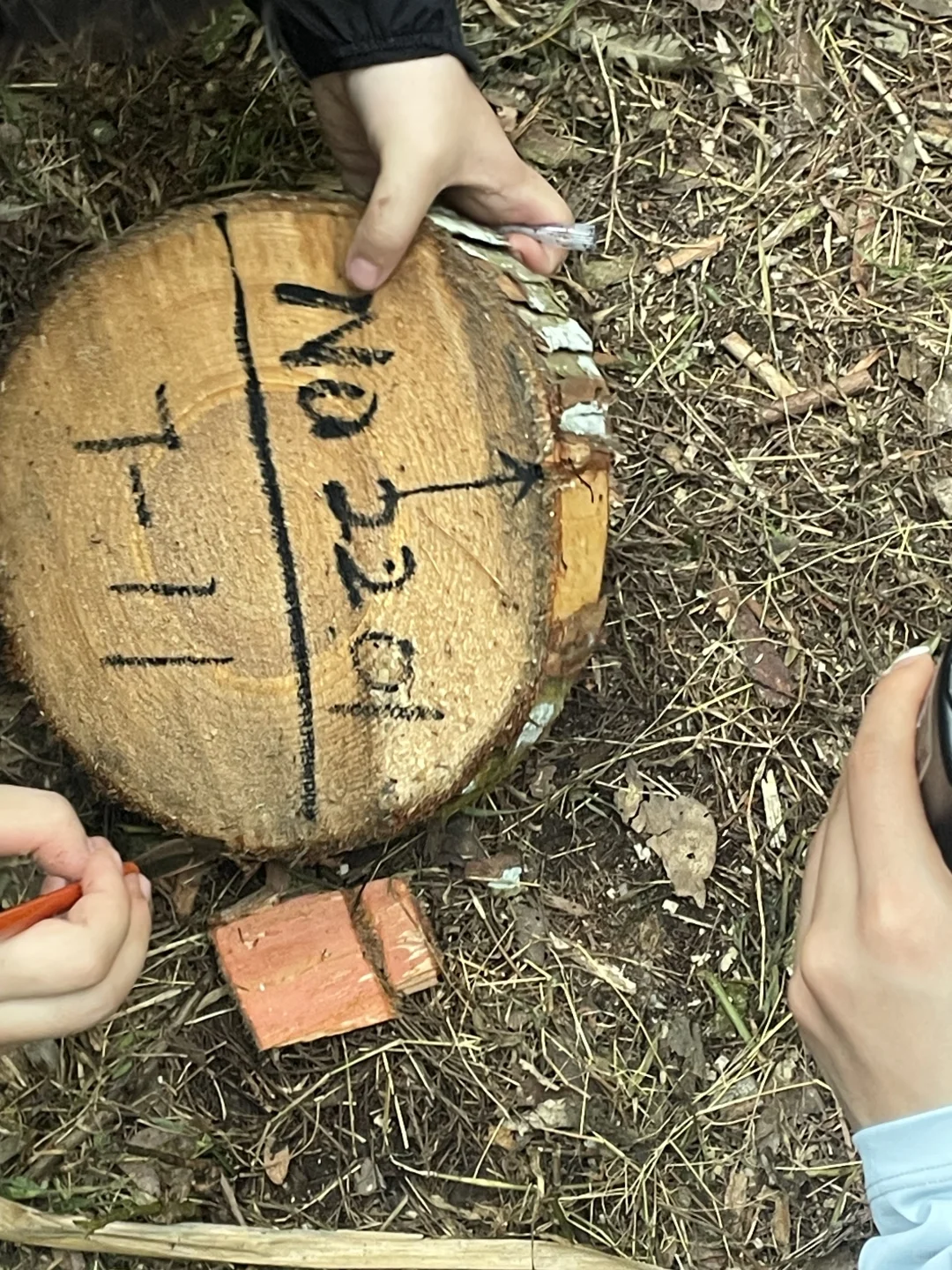 林学实习|Day8 砍树