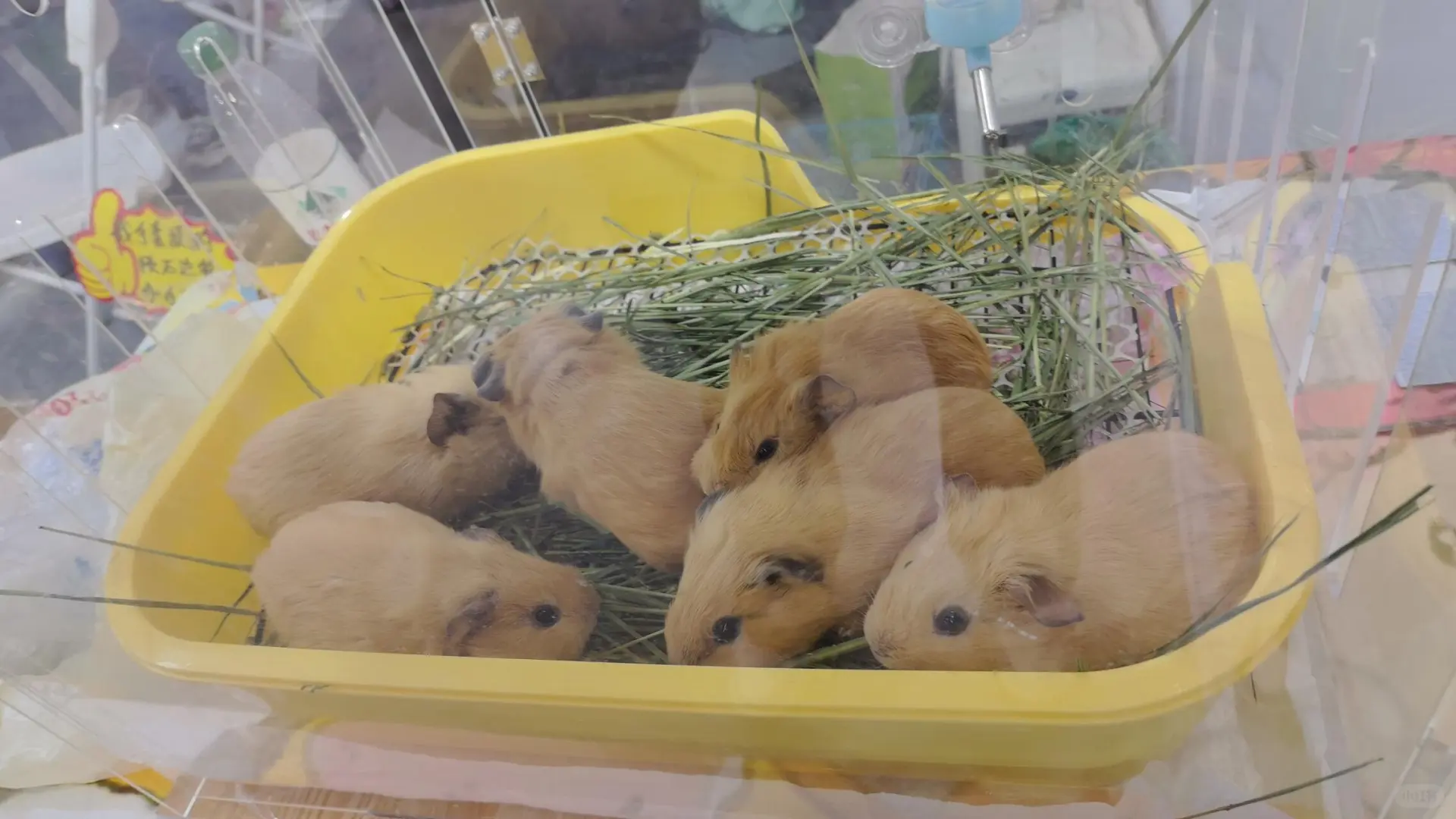 宠物展览会