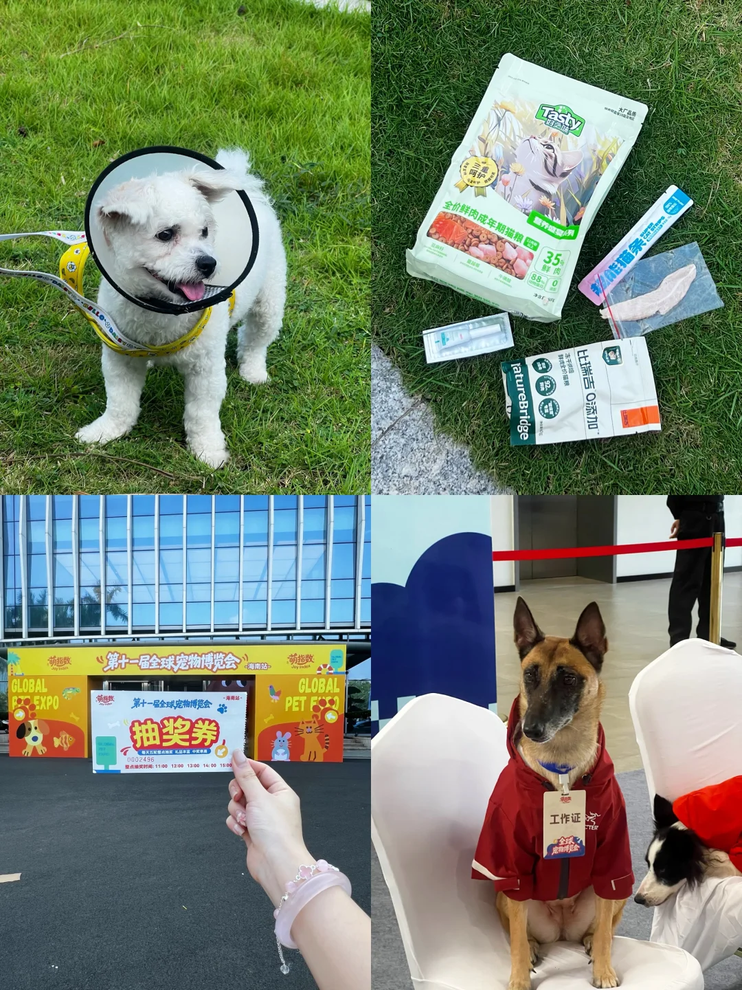海南宠物博览会免费摄影、薅零食攻略！