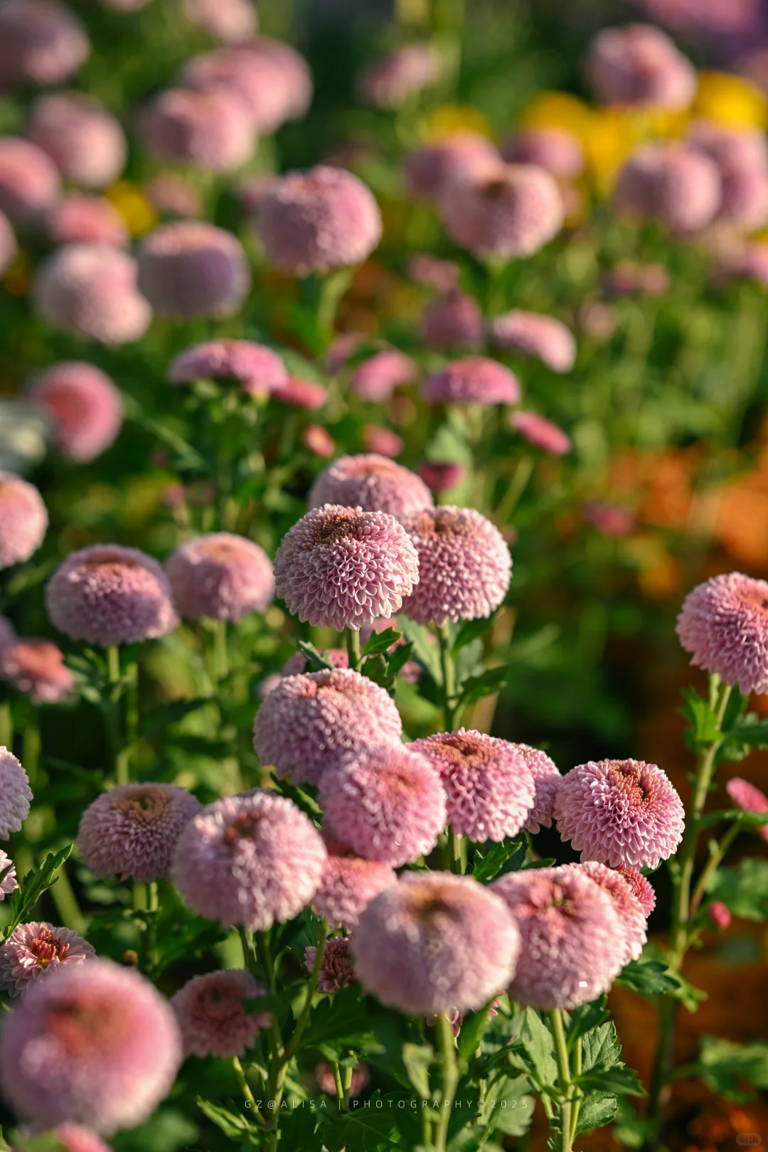 就在市内广州最佳赏菊地‖文化公园