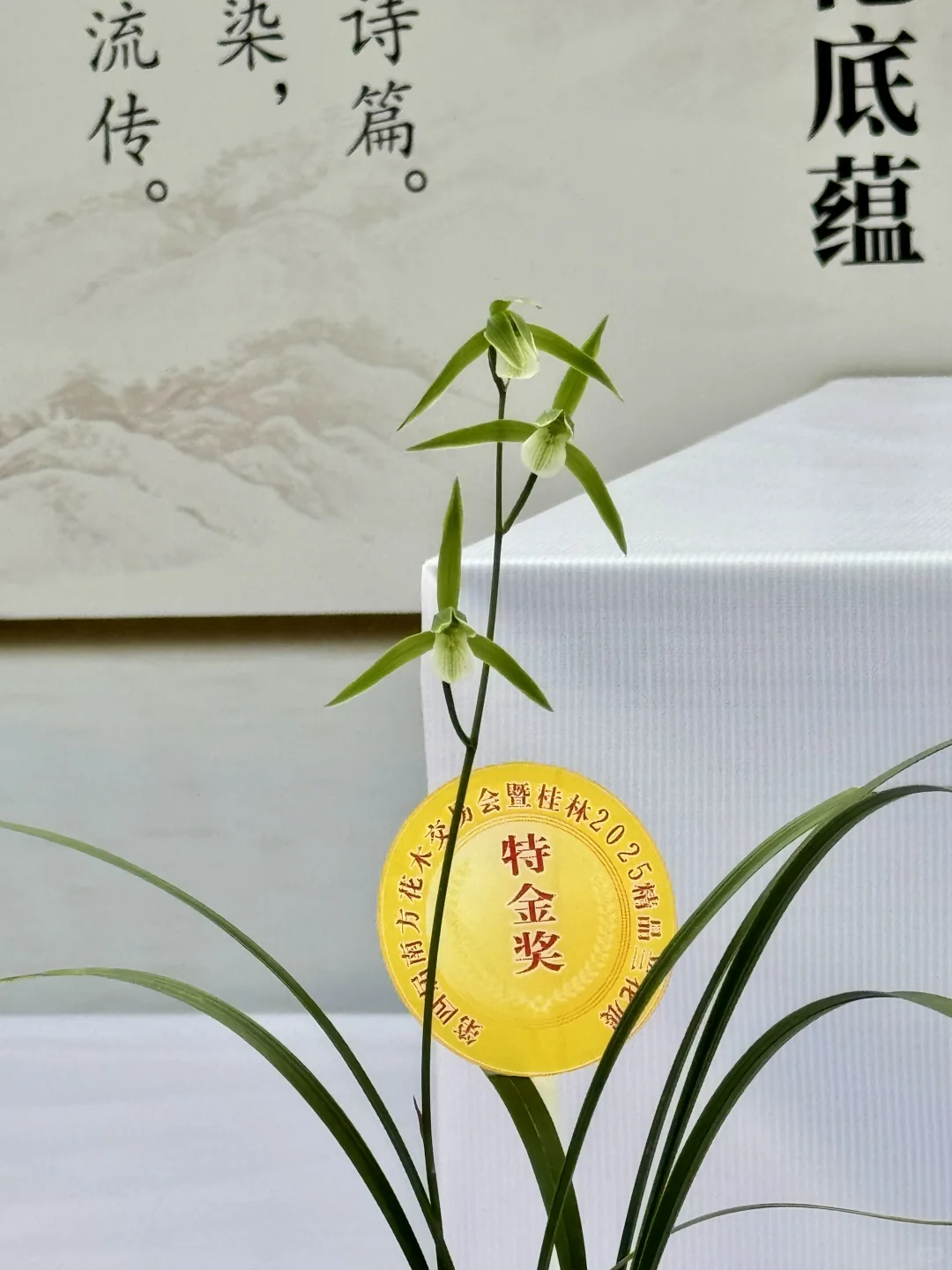 感觉今天1/3的桂林人都来了这里