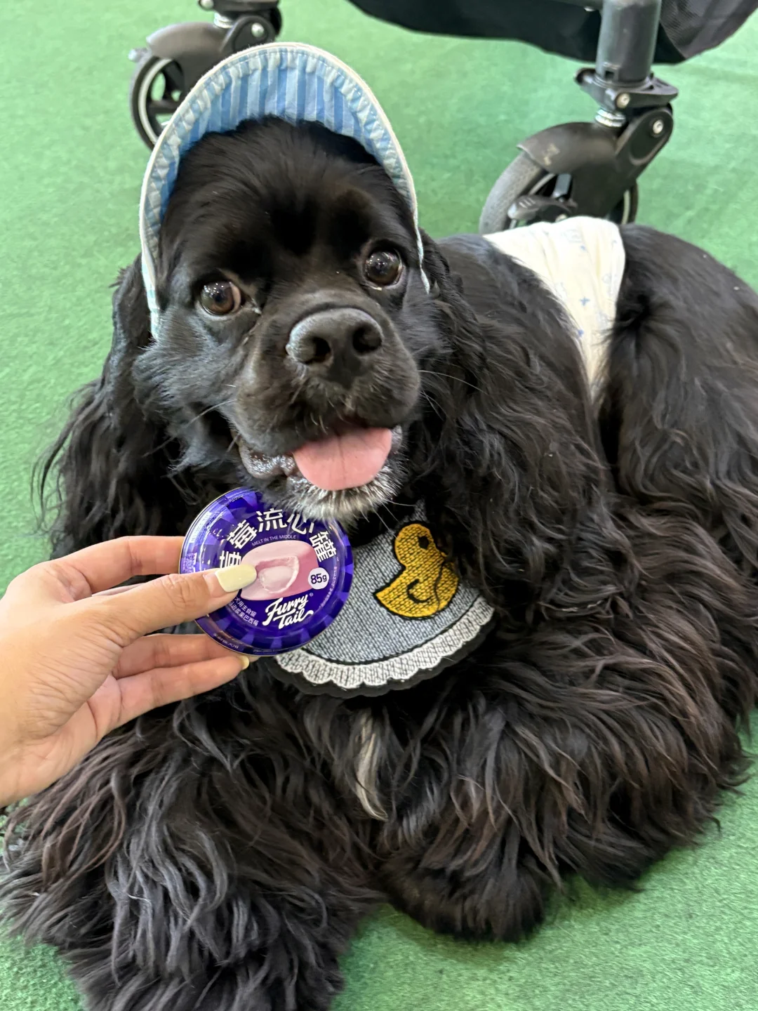 来华南展对暗号?请修猫修狗吃罐罐