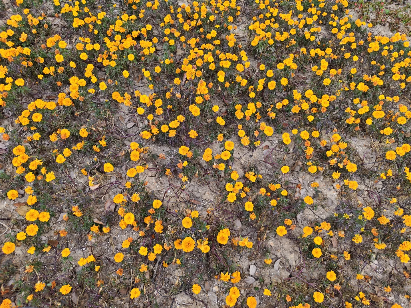 诸暨城市广场?️正热闹！赶大集一样