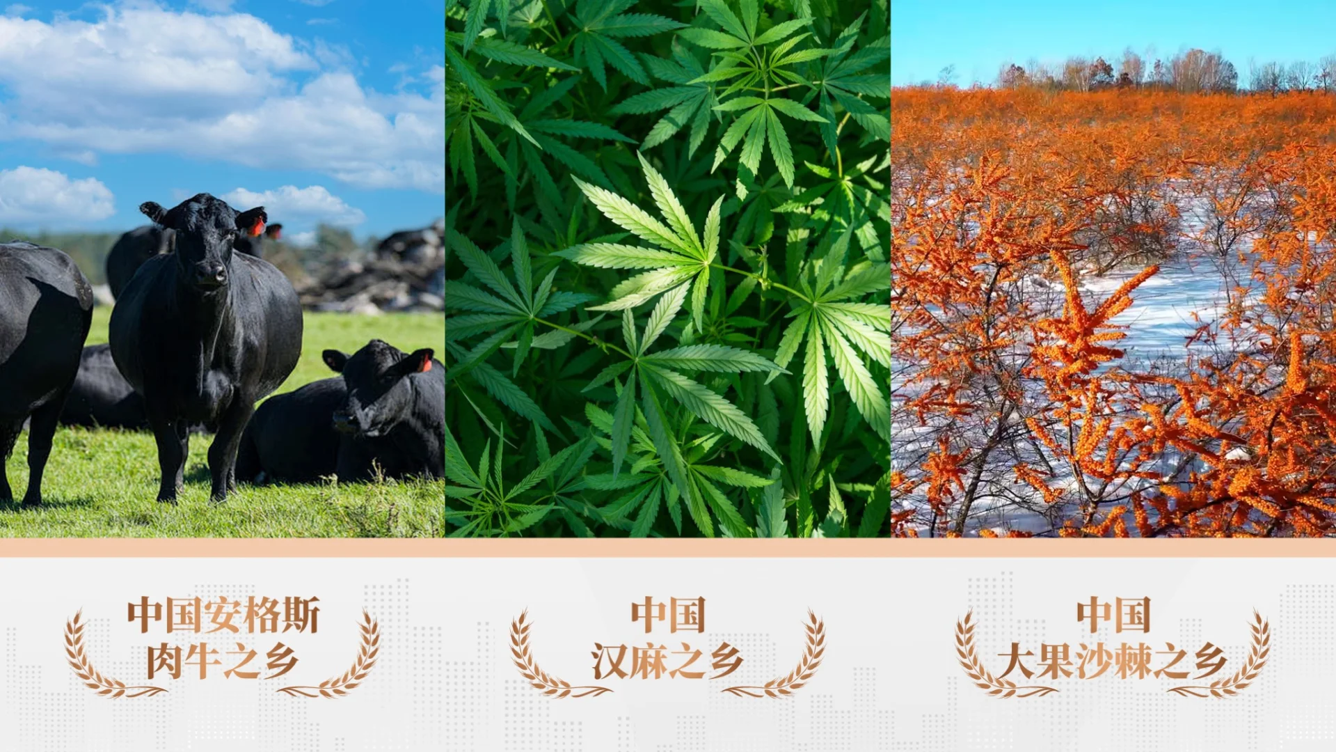 高端推介PPT 案例分享！