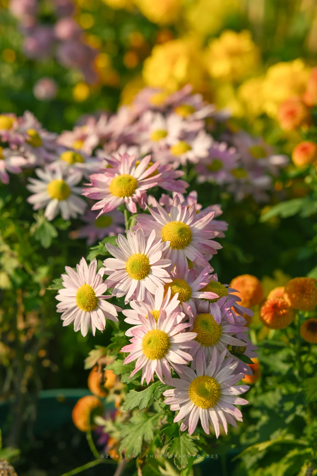 就在市内广州最佳赏菊地‖文化公园