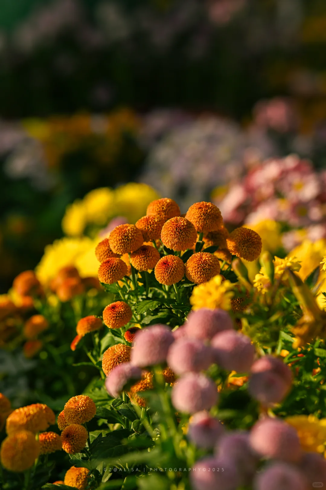 就在市内广州最佳赏菊地‖文化公园