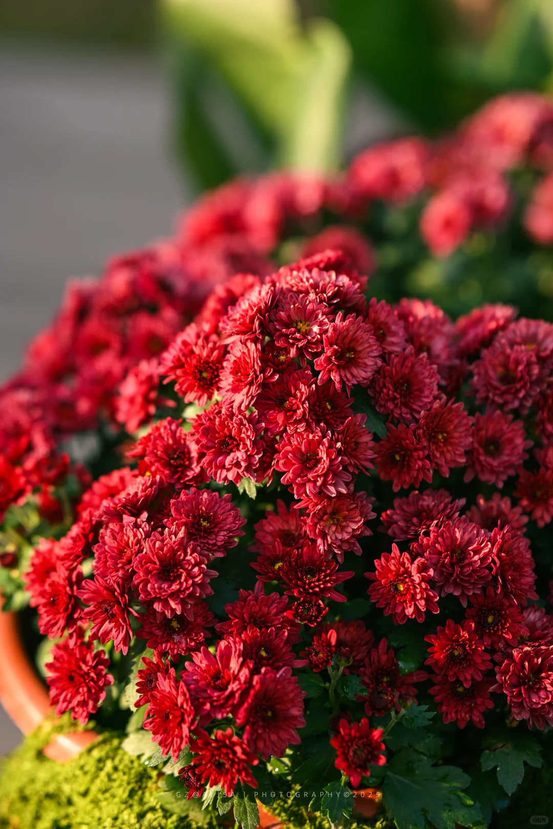 就在市内广州最佳赏菊地‖文化公园