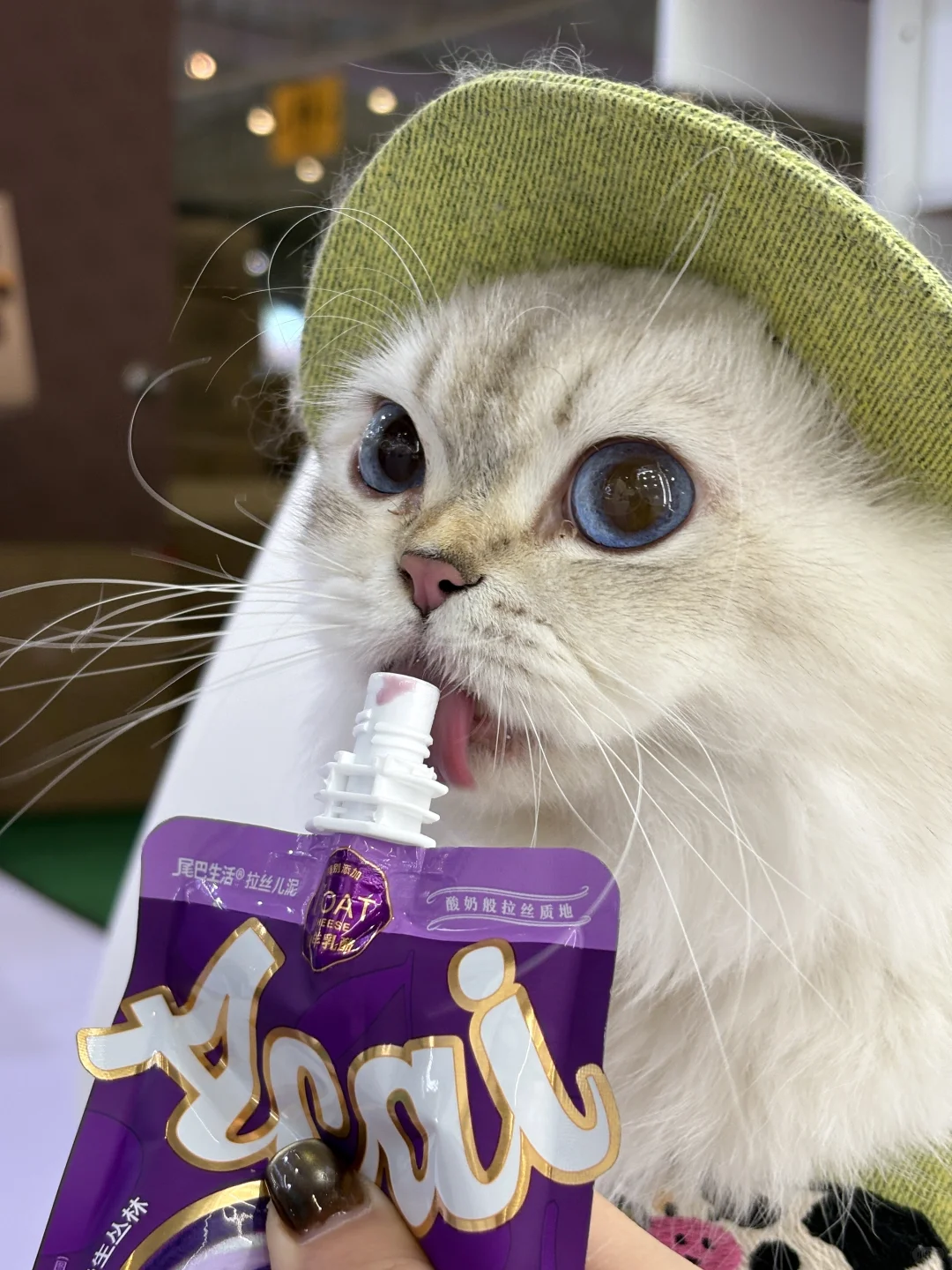 来华南展对暗号?请修猫修狗吃罐罐