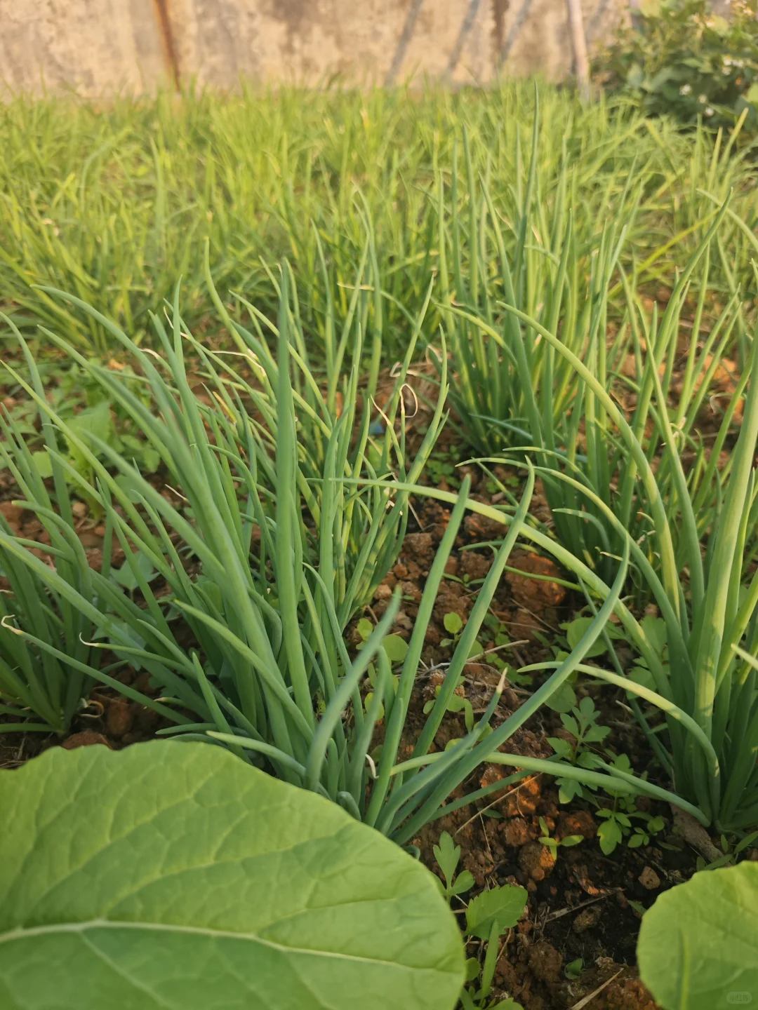 在花园里做投资交易会是一种什么体验