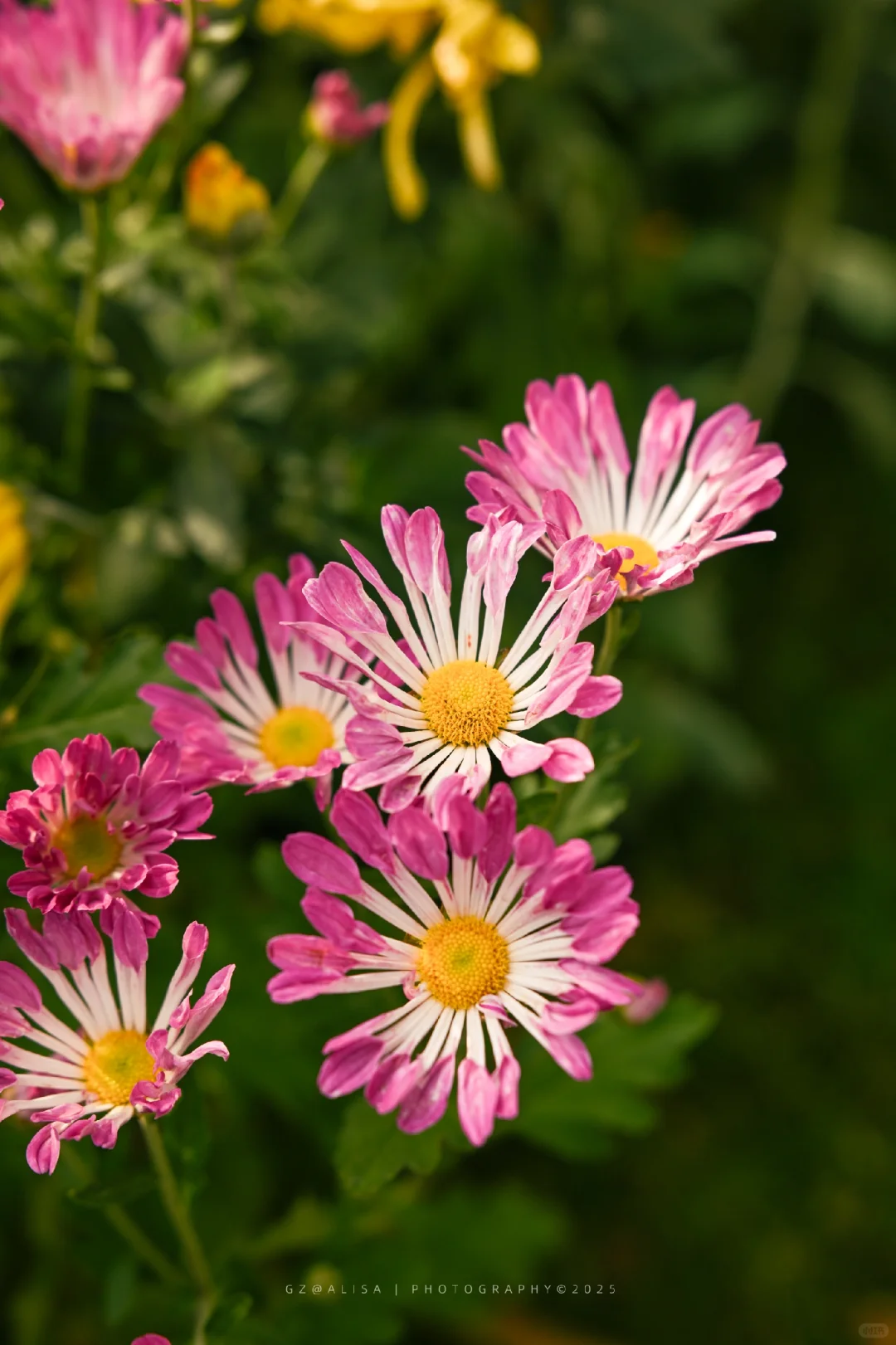就在市内广州最佳赏菊地‖文化公园