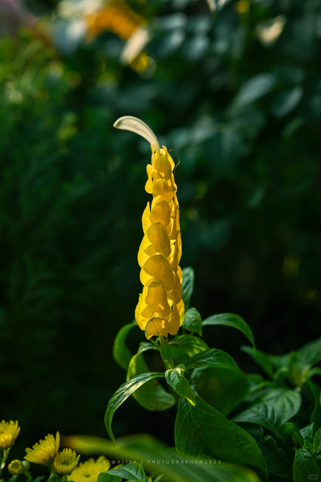 就在市内广州最佳赏菊地‖文化公园