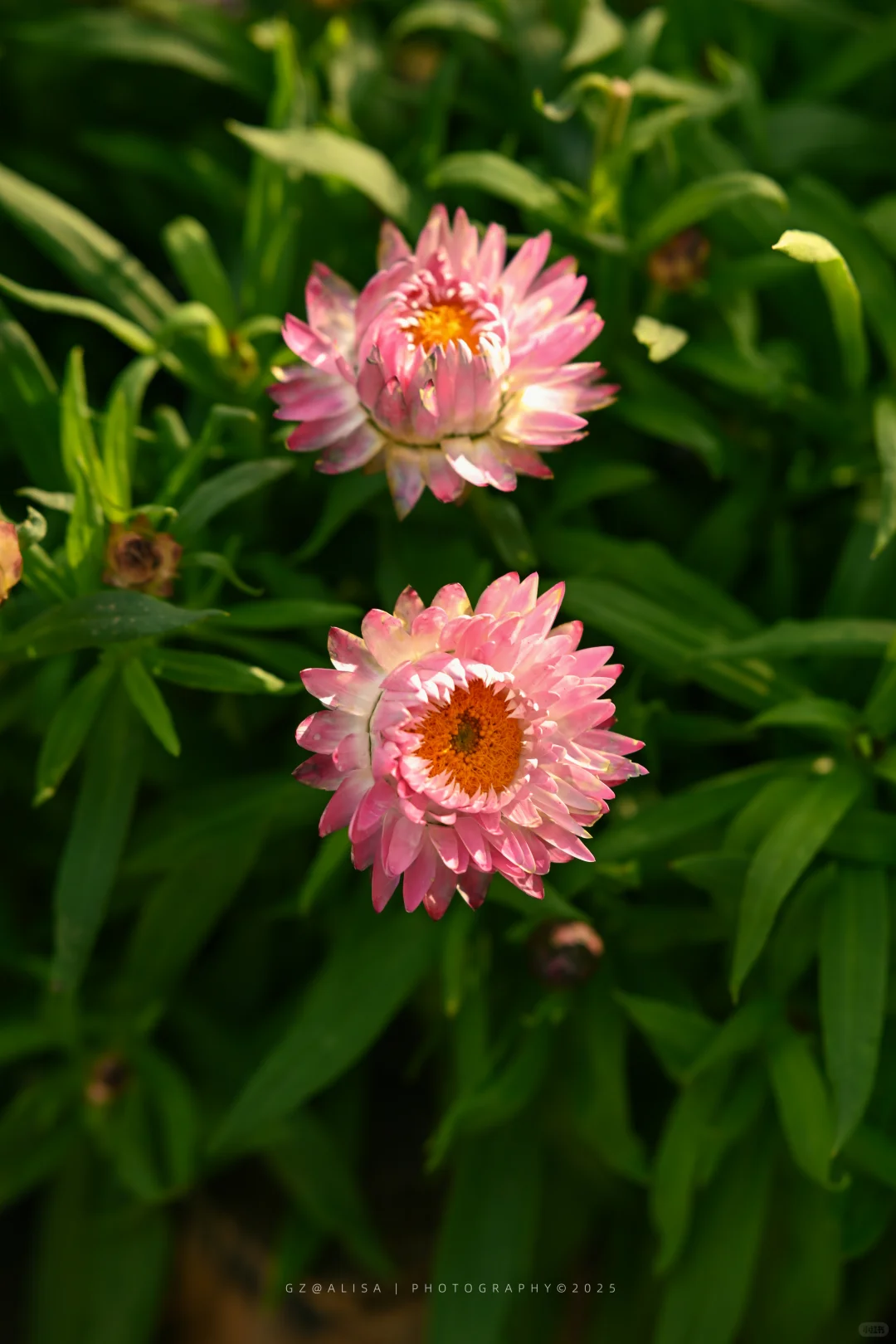 就在市内广州最佳赏菊地‖文化公园