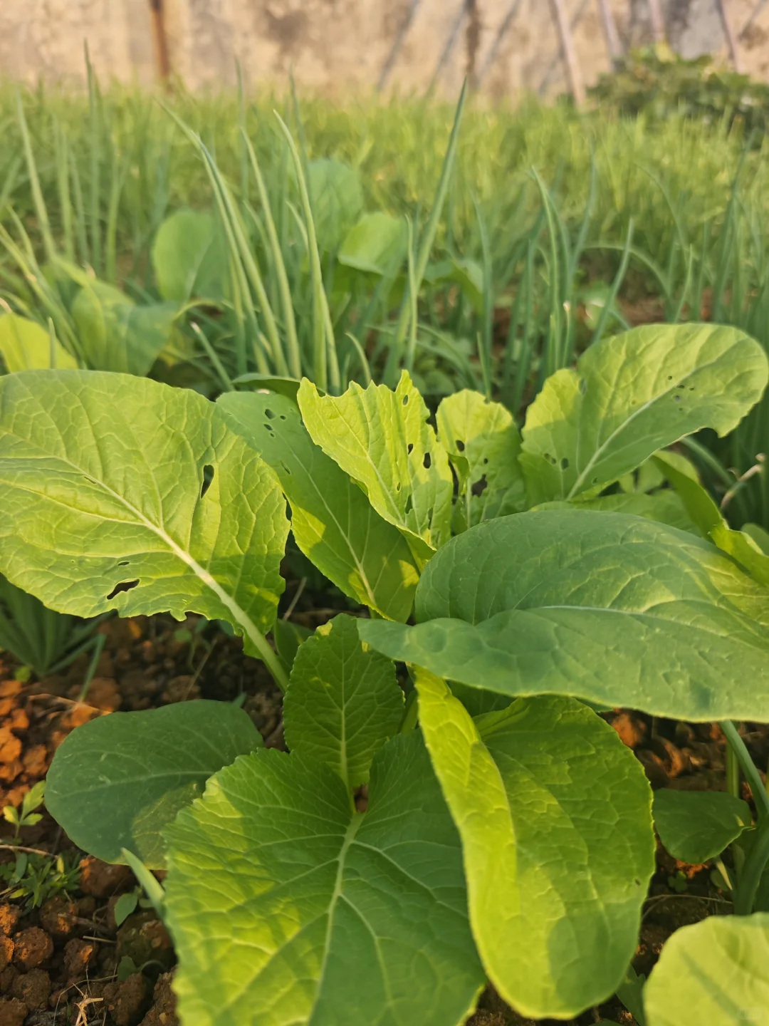 在花园里做投资交易会是一种什么体验