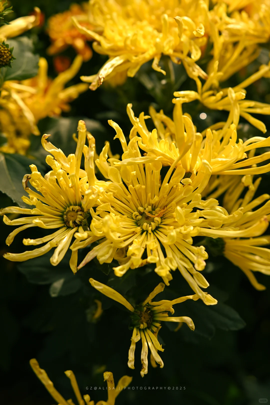 就在市内广州最佳赏菊地‖文化公园