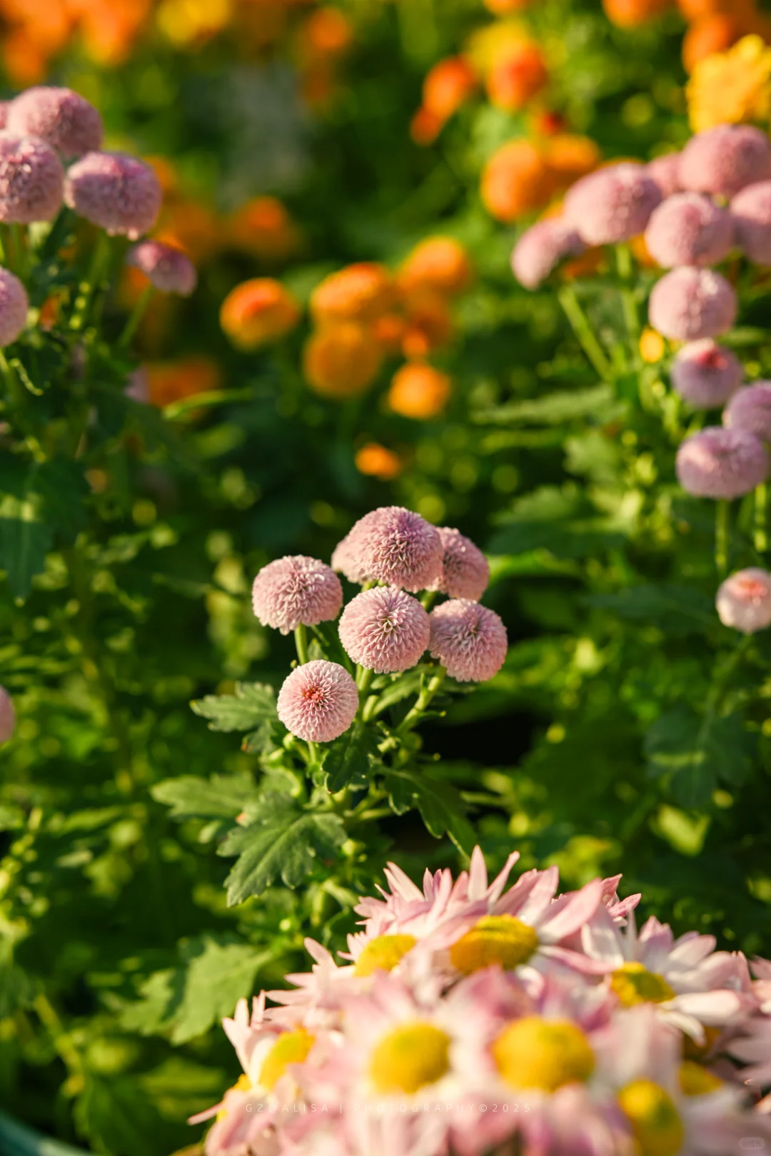 就在市内广州最佳赏菊地‖文化公园