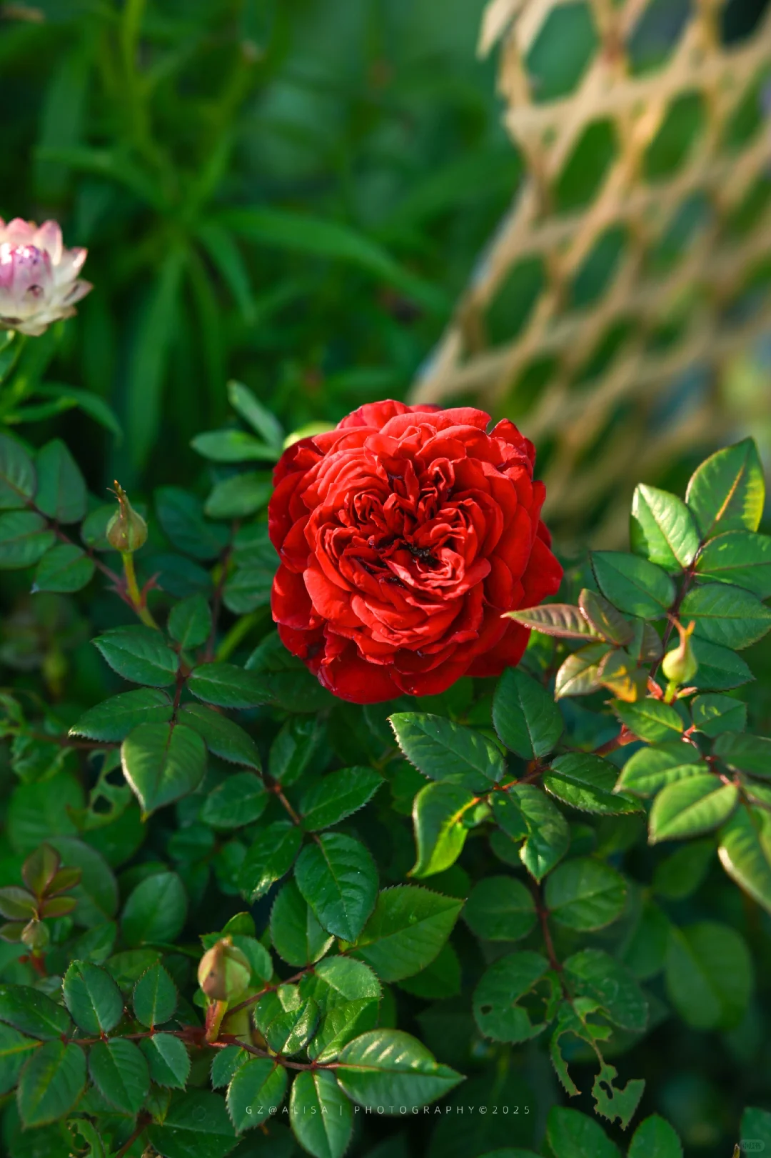 就在市内广州最佳赏菊地‖文化公园