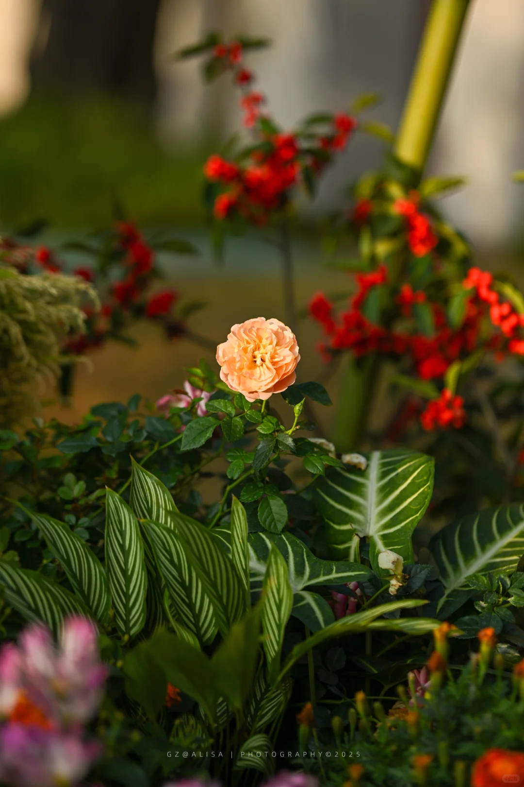 就在市内广州最佳赏菊地‖文化公园