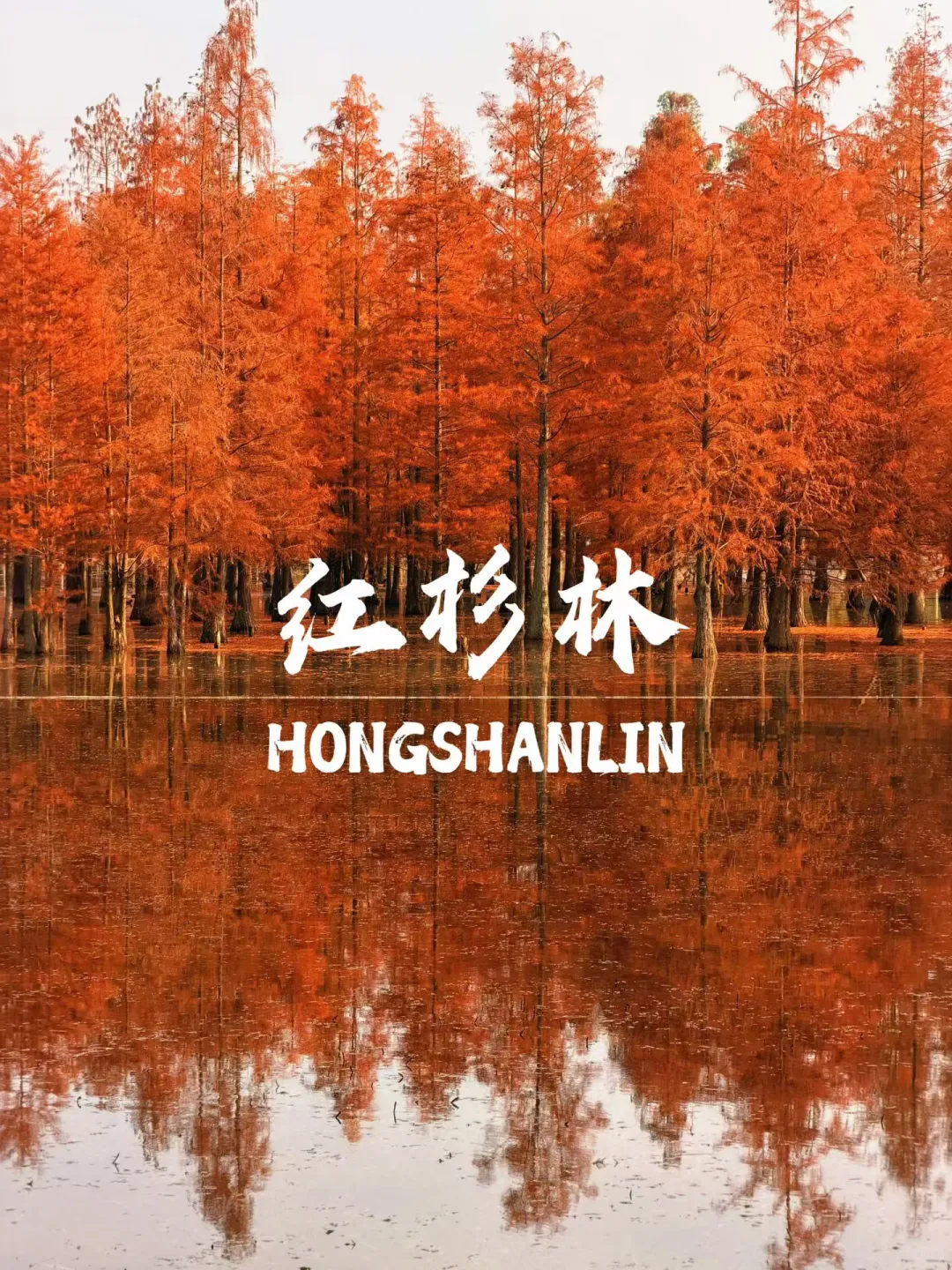攒米生活第6天：不花钱还有羊毛收入的一天