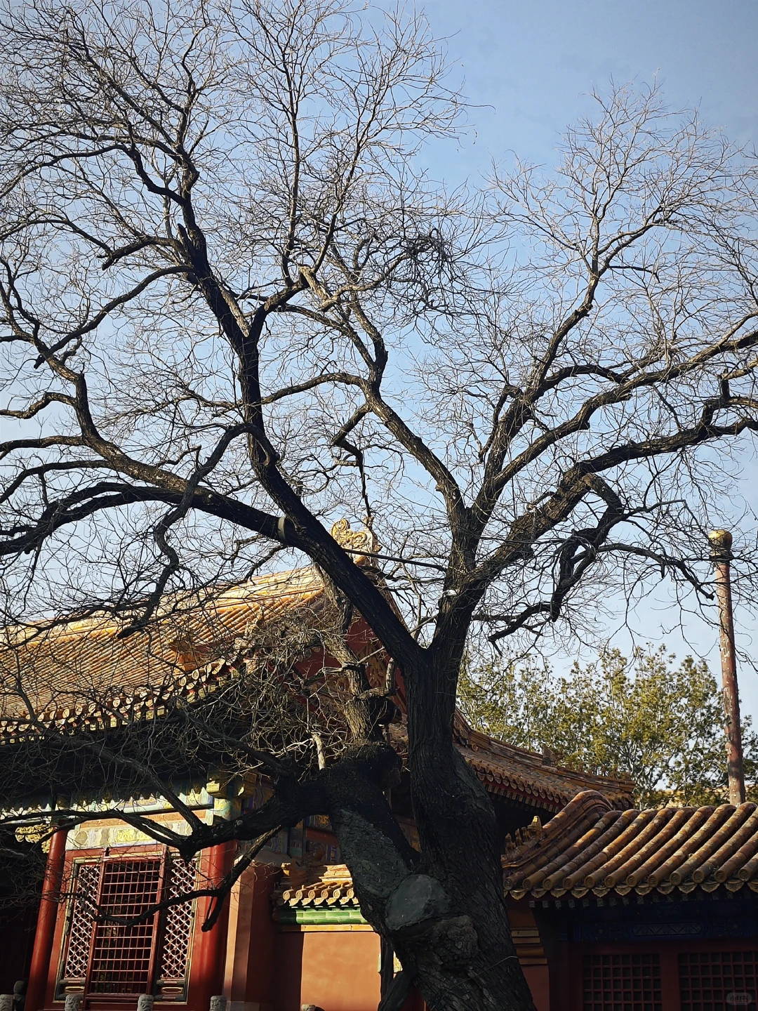 冬日北京故宫