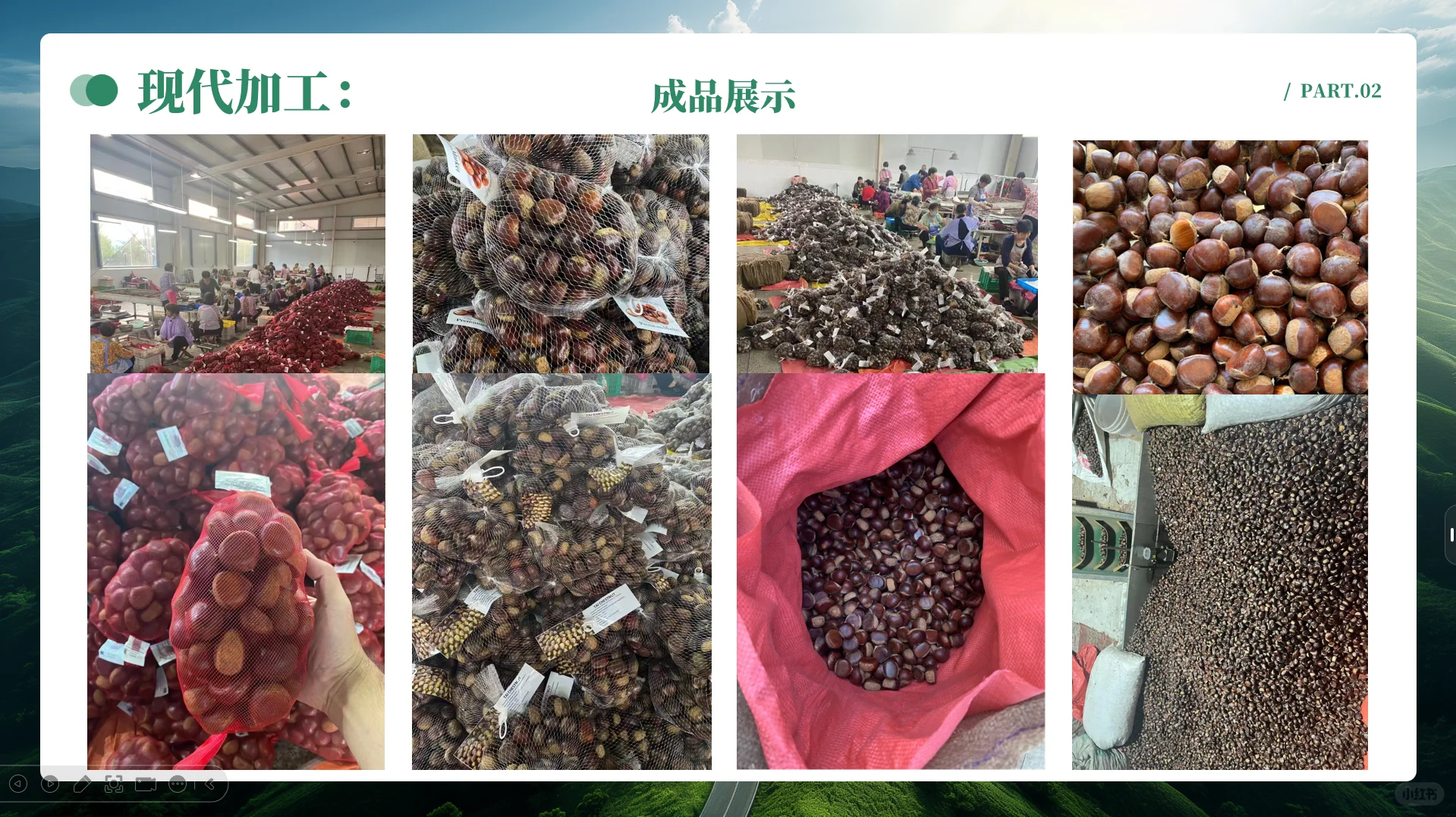 中国板栗工厂、板栗外贸企业